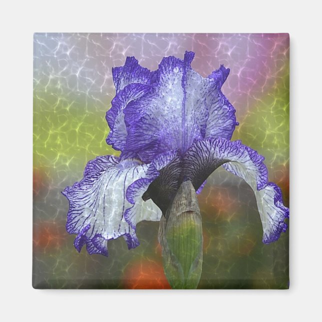 Hübsch Lila Iris Magnet (Vorne)