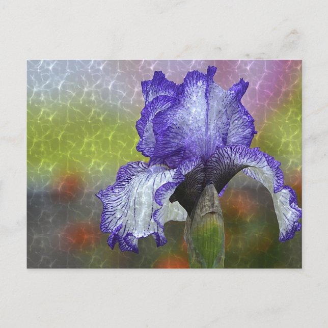Hübsch Lila Iris Postkarte (Vorderseite)