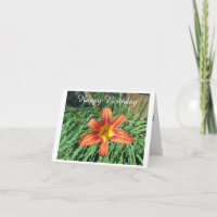 Hübsch Orange Lily Foto Geburtstag