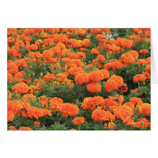 Hübsch Orange Marigolds Foto (Vorderseite (Horizontal))
