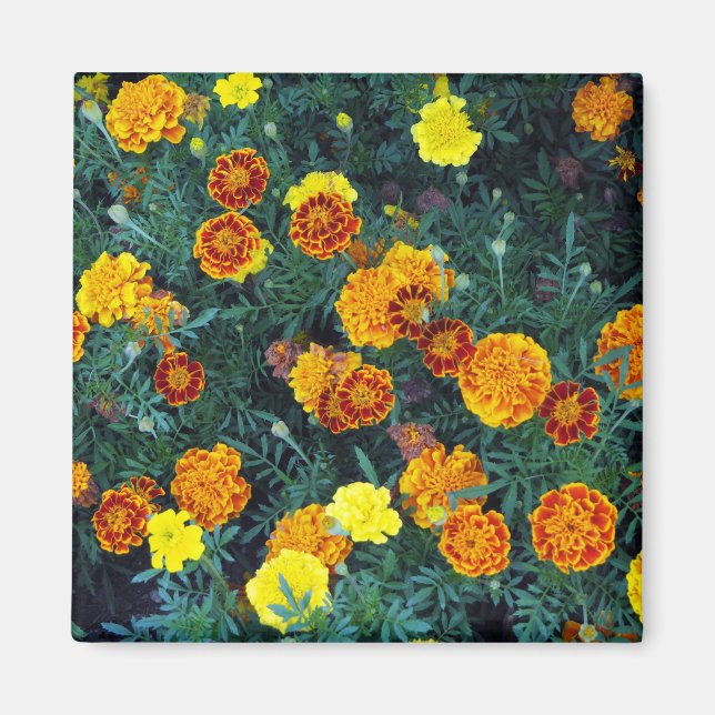 Hübsch Orange Marigolds Foto Magnet (Vorne)