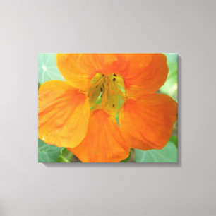 Hübsch Orange Nasturtium Blume Canvas Print Leinwanddruck