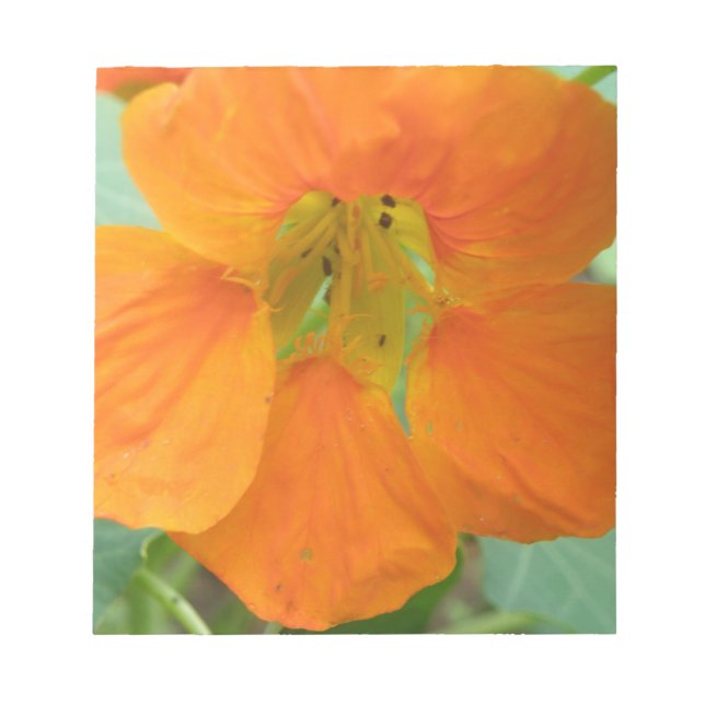 Hübsch Orange Nasturtium Blume Editor Notizblock (Vorderseite)