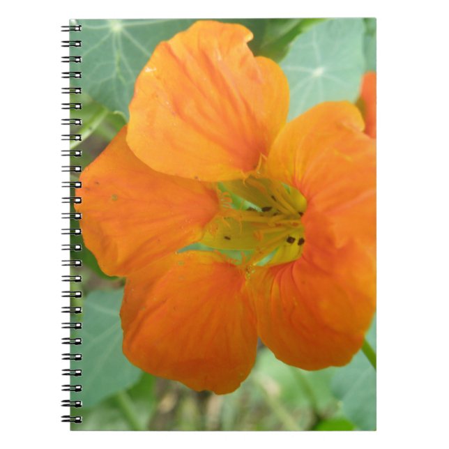 Hübsch Orange Nasturtium Blume Notebook Notizblock (Vorderseite)