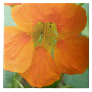 Hübsch Orange Nasturtium Blume Tile Fliese
