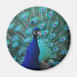 Hübsch Peacock Magnet