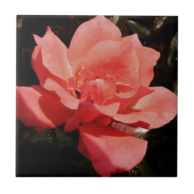 Hübsch Pfirsiche Rosa Rose Fliese (Vorderseite)