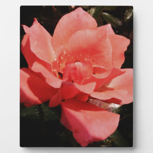 Hübsch Pfirsiche Rosa Rose Fotoplatte