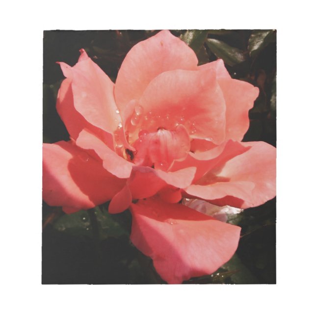 Hübsch Pfirsiche Rosa Rose Notizblock (Vorderseite)