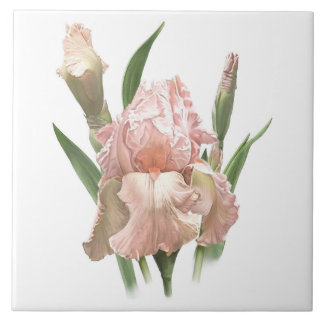 Hübsch Pink Barted Iris Blume Fliese