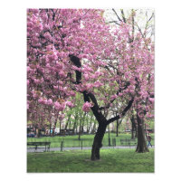 Hübsch Pink Cherry Blossom Tree NYC New York City