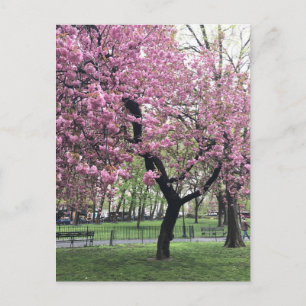 Hübsch Pink Cherry Blossom Tree NYC New York City Postkarte