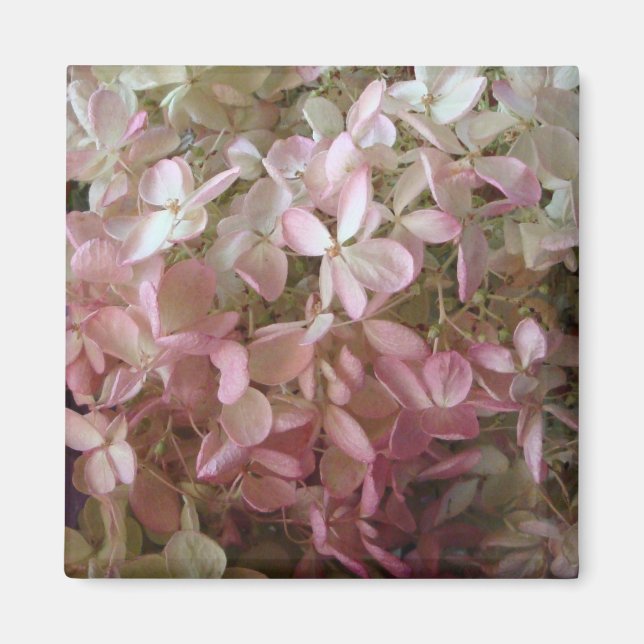 Hübsch Pink Hydrangea Magnet (Vorne)