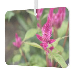 Hübsch Pink Magenta Blume Celosia Garden Foto Autolufterfrischer
