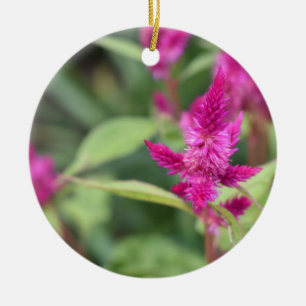 Hübsch Pink Magenta Blume Celosia Garden Foto Keramikornament