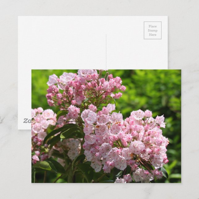 Hübsch Pink Mountain Laurel Blume Postkarte (Vorne/Hinten)