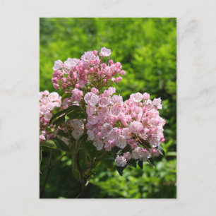 Hübsch Pink Mountain Laurel Blume Postkarte