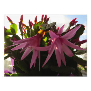 Hübsch-Pink-Osterkaktus-Blume Fotodruck
