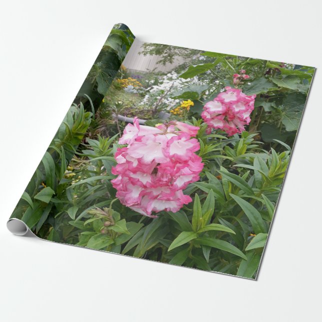 Hübsch Pink Penstemon Blume Blumengarten Geschenkpapier (Ungerollt)