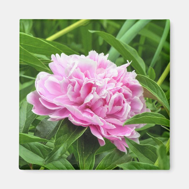 Hübsch Pink Peony Magnet (Vorne)