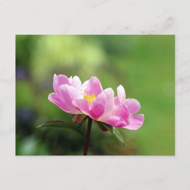 Hübsch Pink Peony Postcard Postkarte (Vorderseite)