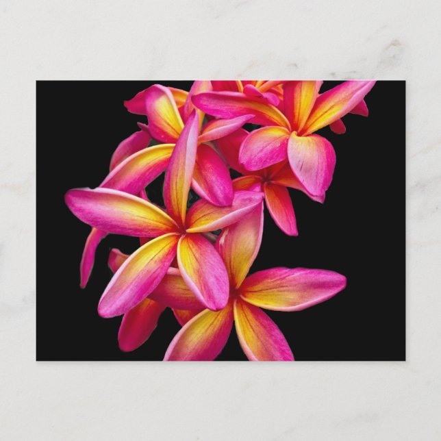 Hübsch Pink Plumeria Floral Foto Postkarte (Vorderseite)