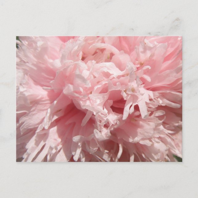 Hübsch Pink Poppy Postkarte (Vorderseite)