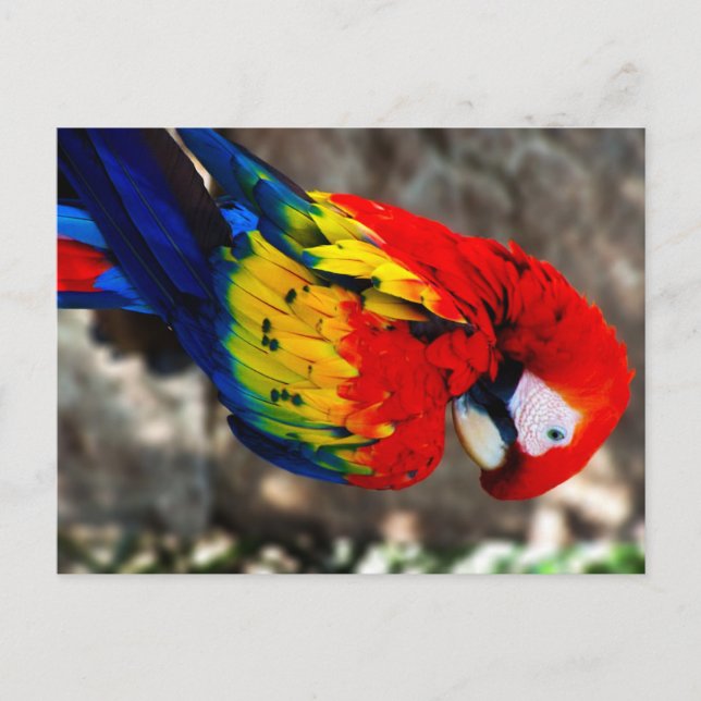 Hübsch Polly Parrot Postkarte (Vorderseite)