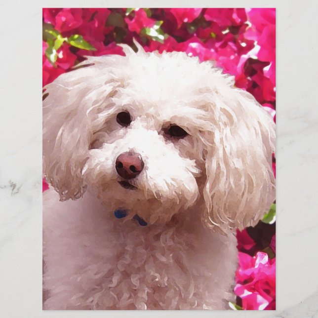 Hübsch Poodle (Vorderseite)
