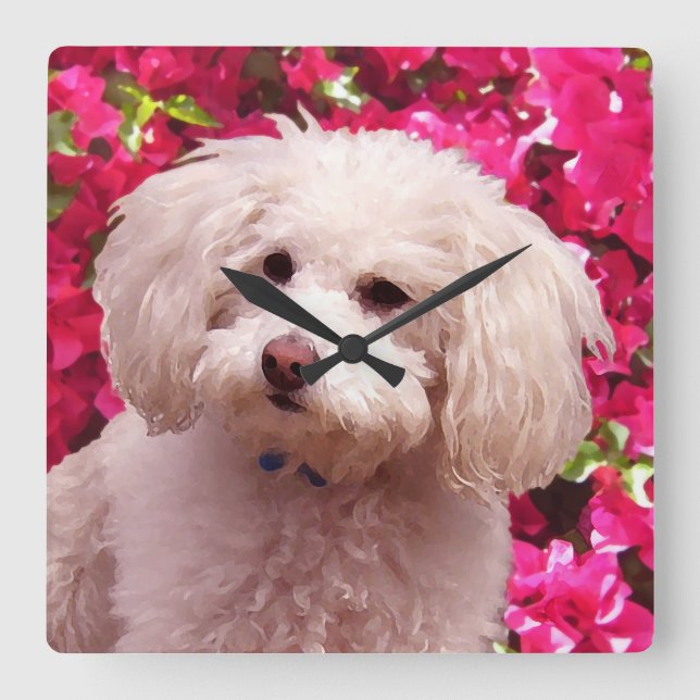 Hübsch Poodle Quadratische Wanduhr (Vorderseite)