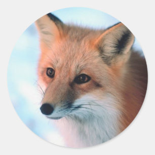 Hübsch Red Fox Runder Aufkleber