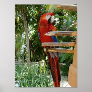 Hübsch Red Parrot Poster