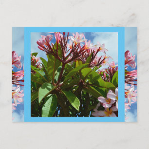 Hübsch rosa blühender Frangipani-Baum, Postacard Postkarte