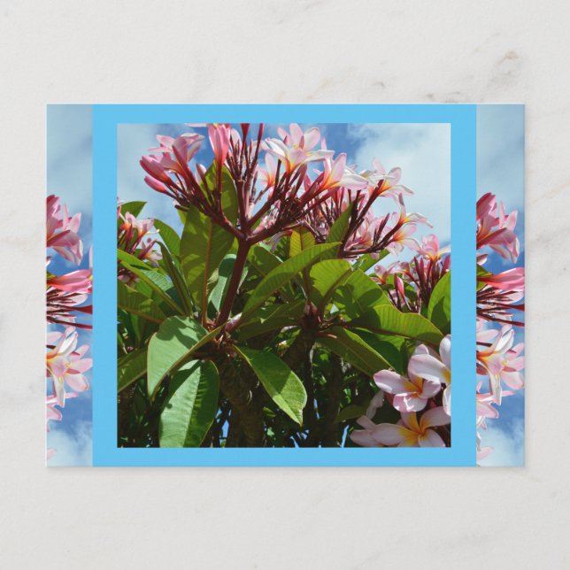Hübsch rosa blühender Frangipani-Baum, Postacard Postkarte (Vorderseite)