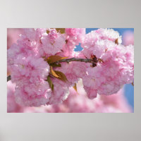 Hübsch rosa Blütenbaum