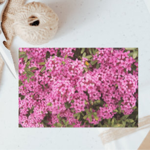 Hübsch rosa Daphne Seidenpapier