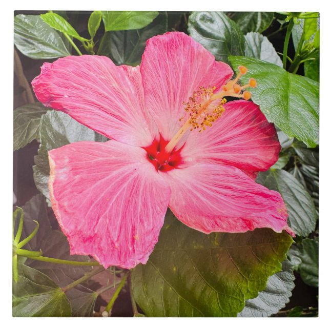 Hübsch rosa Hibiskus Fliese (Vorderseite)