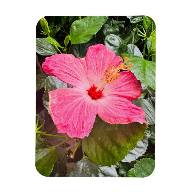 Hübsch rosa Hibiskus Magnet (Vertikal)