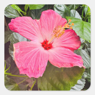 Hübsch rosa Hibiskus Quadratischer Aufkleber