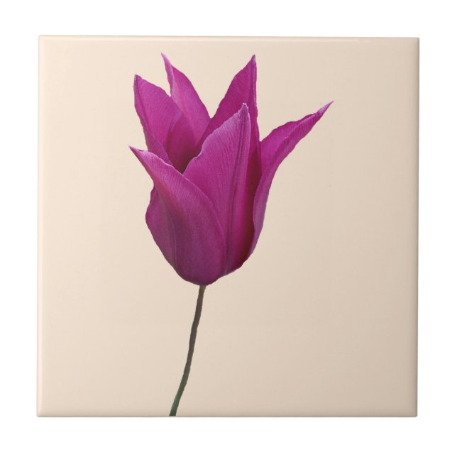 Hübsch rosa holländische Tulpe floral boho niedlic Fliese (Vorderseite)