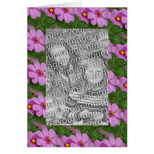 Hübsch rosa Kosmos Blume Design Foto (Vorne)