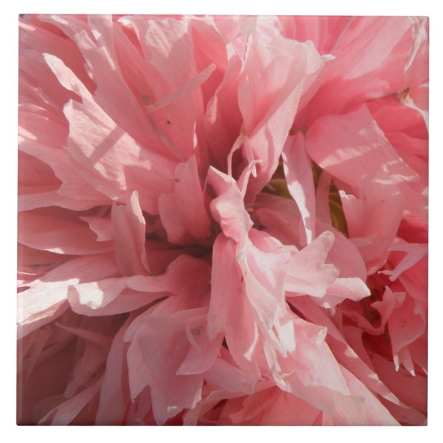 Hübsch rosa Mohndecke Fliese (Vorderseite)