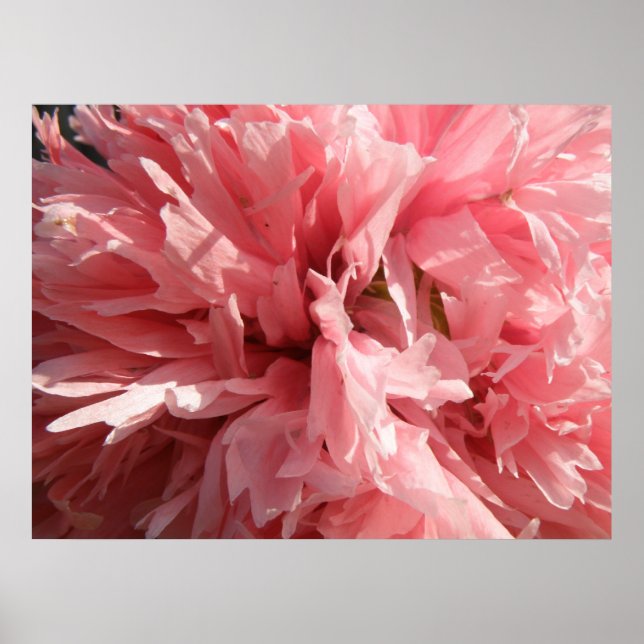 Hübsch rosa Mohndruck Poster (Vorne)