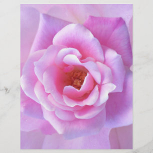 Hübsch Rosa Rose