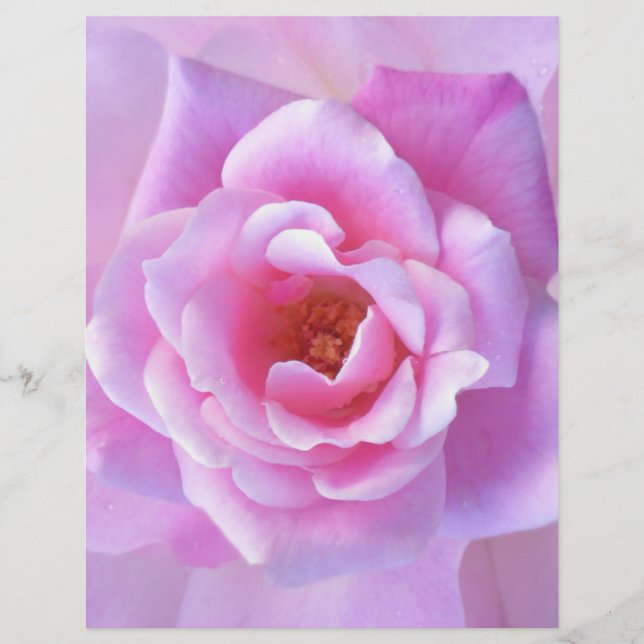 Hübsch Rosa Rose (Vorderseite)