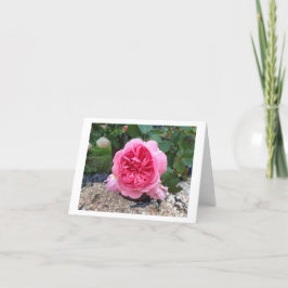 Hübsch Rosa Rose Blume Geburtstagsgrußkarte Karte
