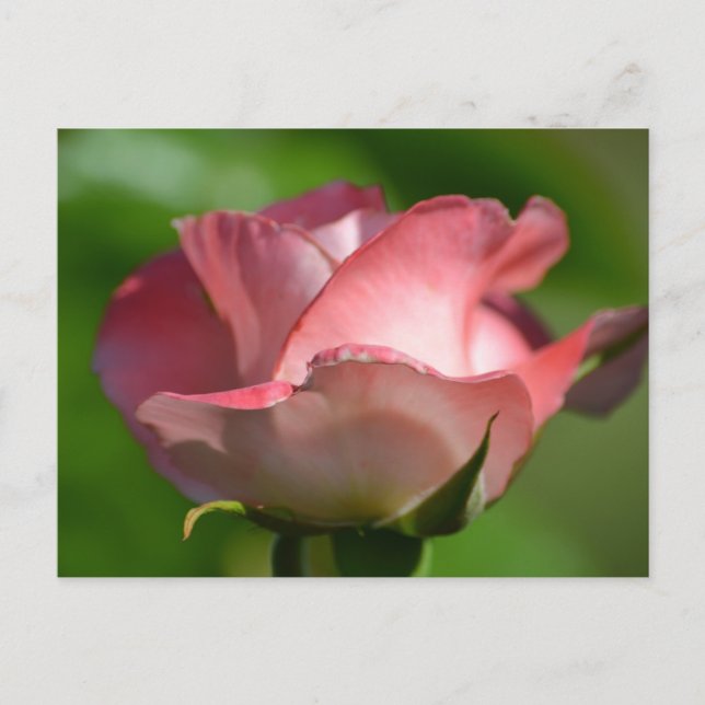 Hübsch Rosa Rose Postkarte (Vorderseite)