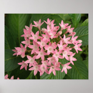 Hübsch rosa tropische Blume drucken Poster