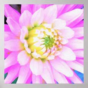 Hübsch rosa, weiß und gelb Kaktus Dahlia Macro Poster