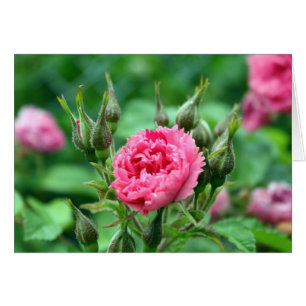 hübsch-rosa-wilde Rose Knospen und Blume